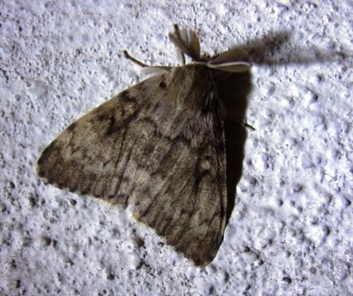 Réf. 197 241 : Lymantria dispar